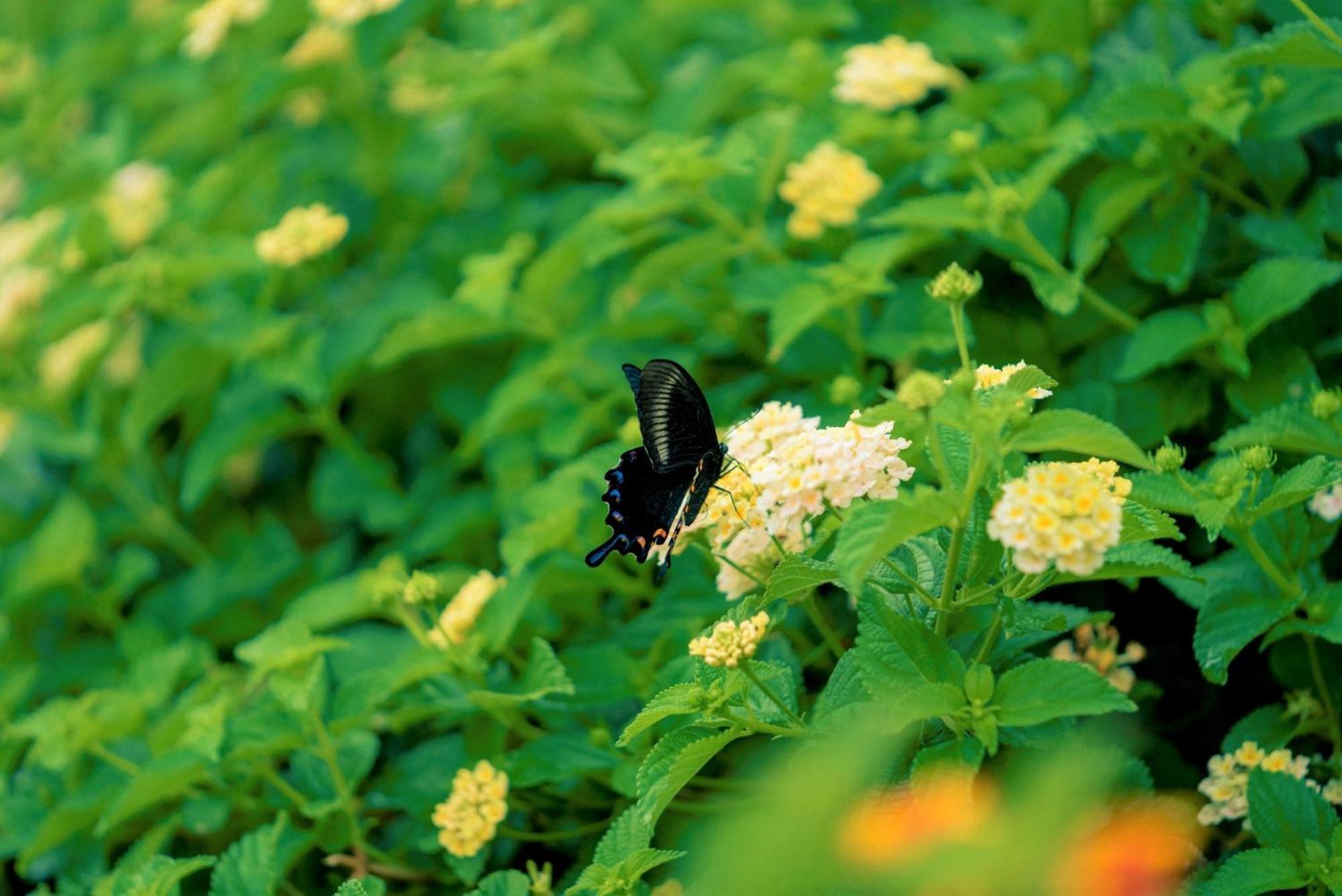 Papillon パピヨン 瀬底島オーシャンビューゲストハウス Motobu Bagian luar foto